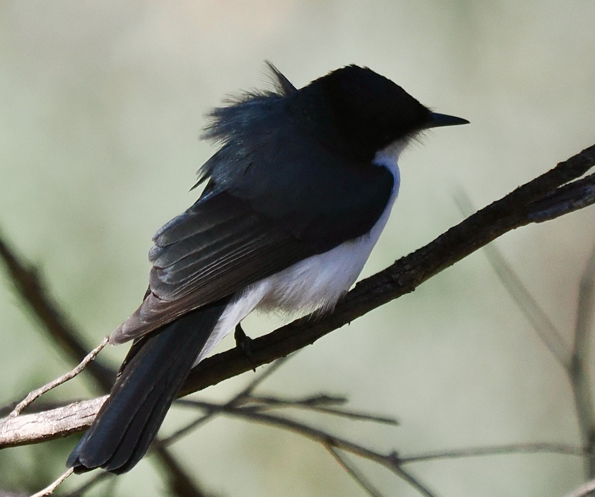 Restless Flycatcher - ML656788903