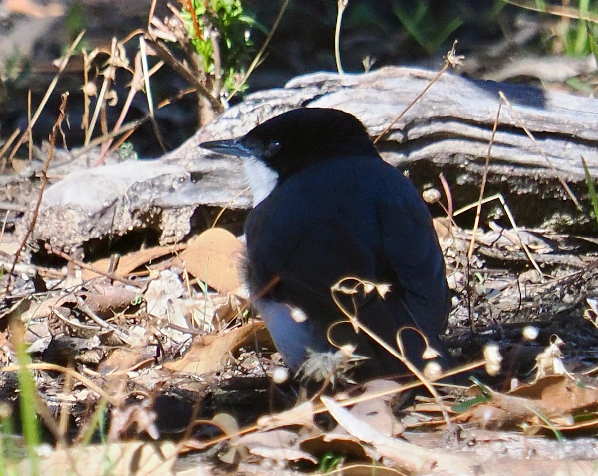 Restless Flycatcher - ML656788905