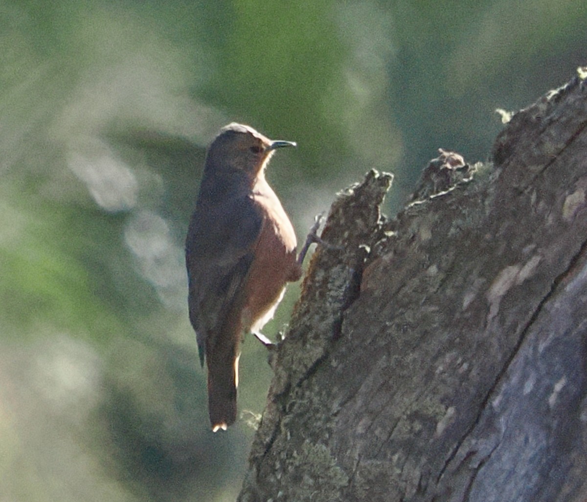 Rufous Treecreeper - ML656789069