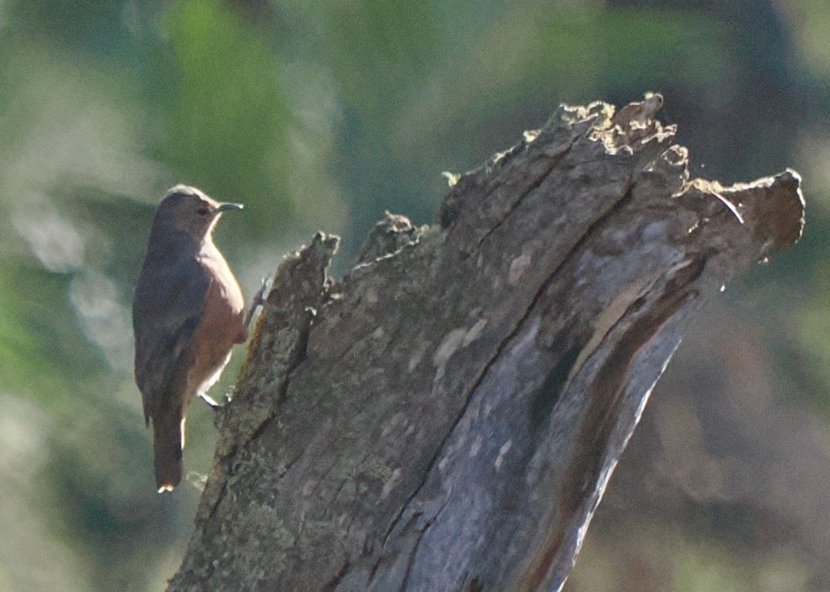 Rufous Treecreeper - ML656789070