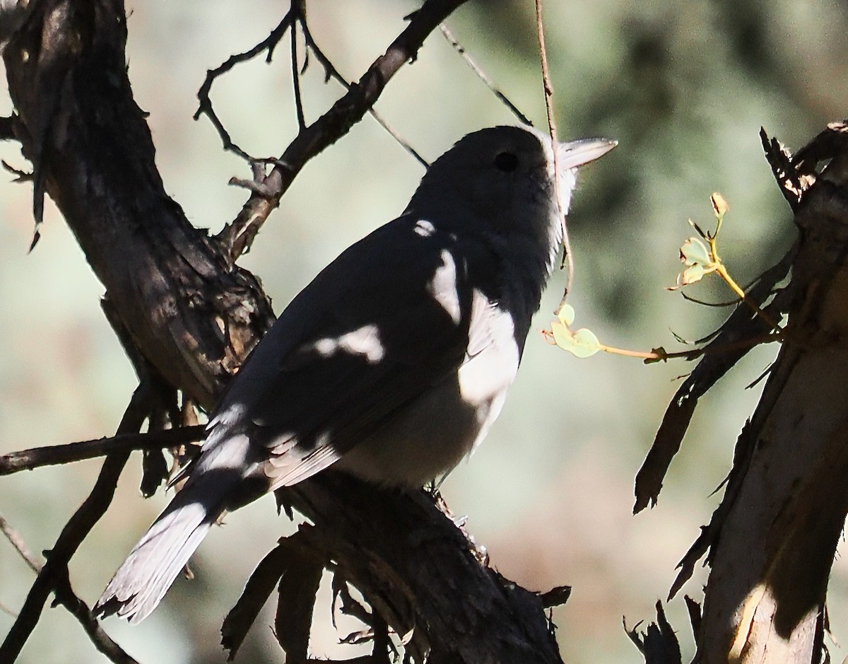 Gray Shrikethrush - ML656789079