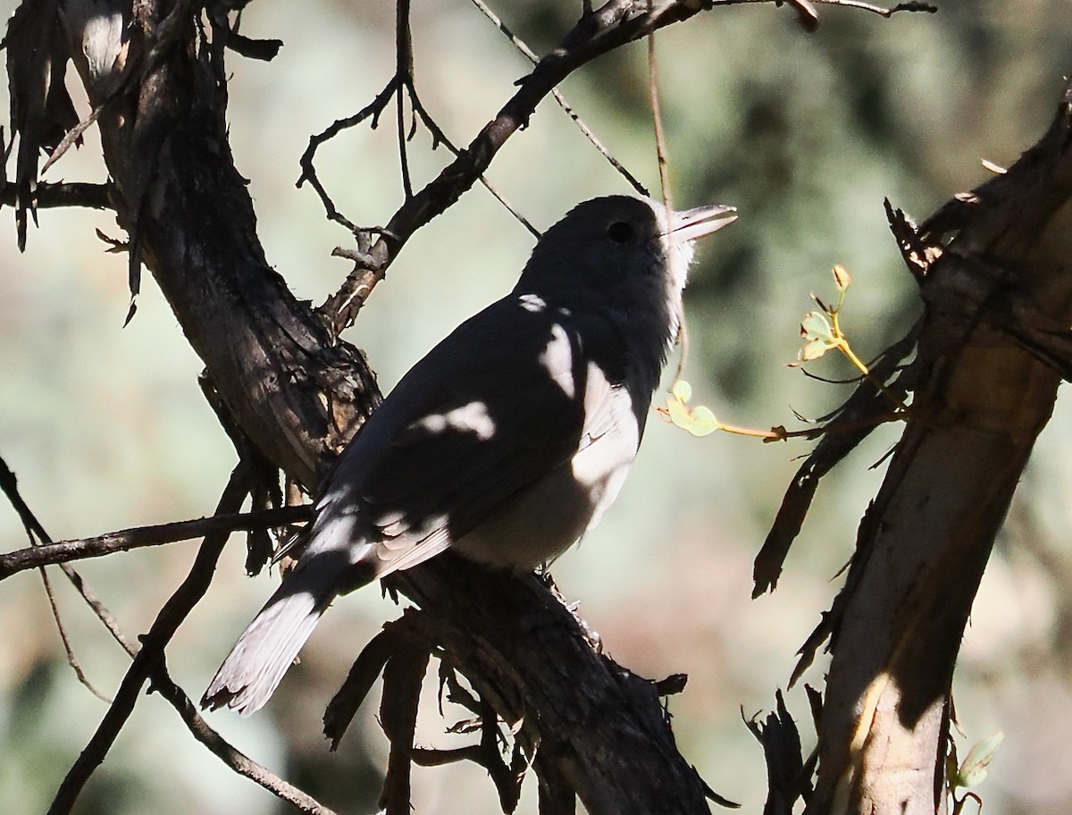 Gray Shrikethrush - ML656789080