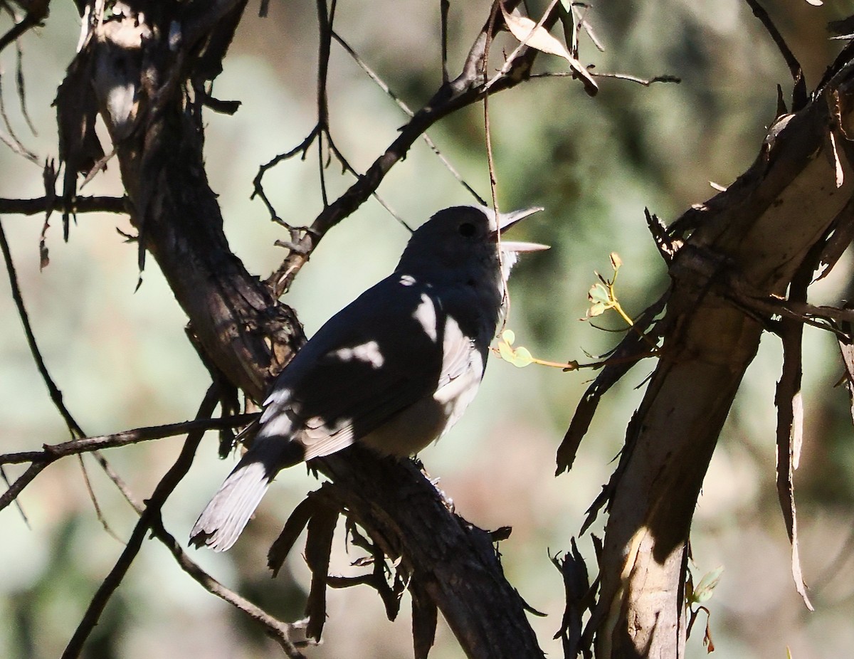 Gray Shrikethrush - ML656789081