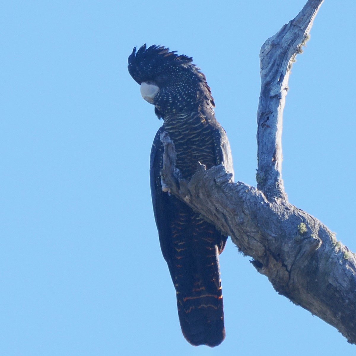 Red-tailed Black-Cockatoo - ML656789201