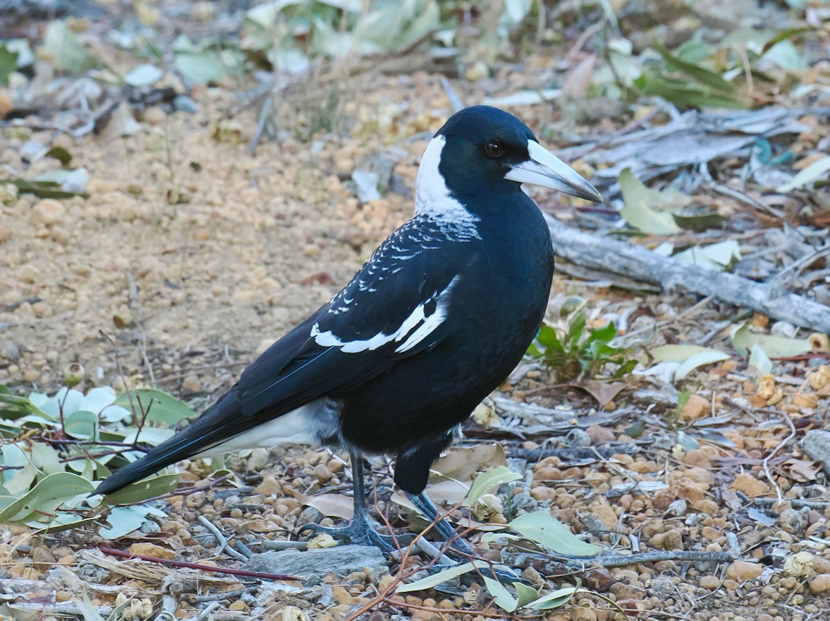 Australian Magpie (Western) - ML656789291