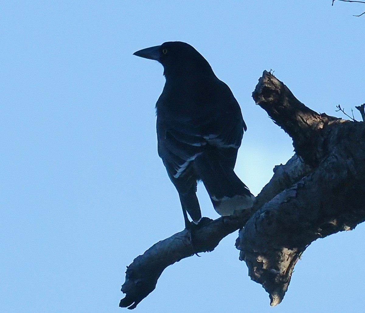 Gray Currawong (Gray) - ML656789294