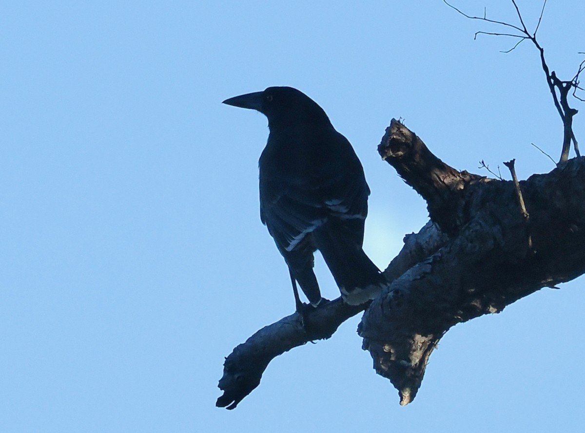 Gray Currawong (Gray) - ML656789295