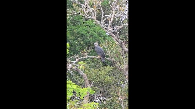 Harpy Eagle - ML656789921