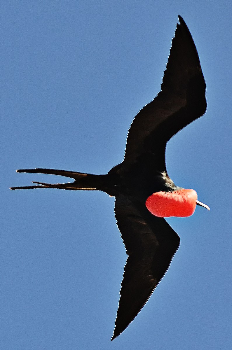 Rabihorcado Magnífico - ML656790302