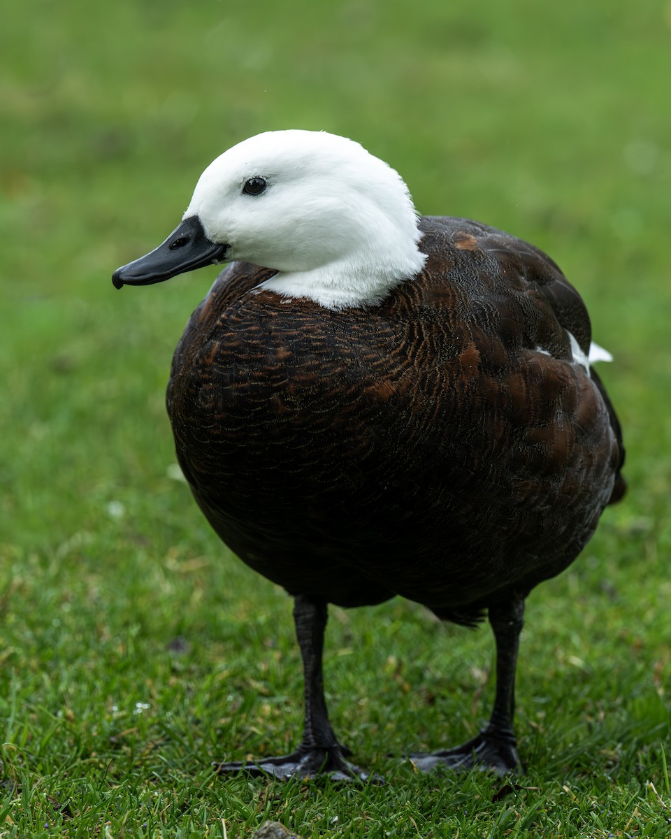 Paradise Shelduck - ML656790770