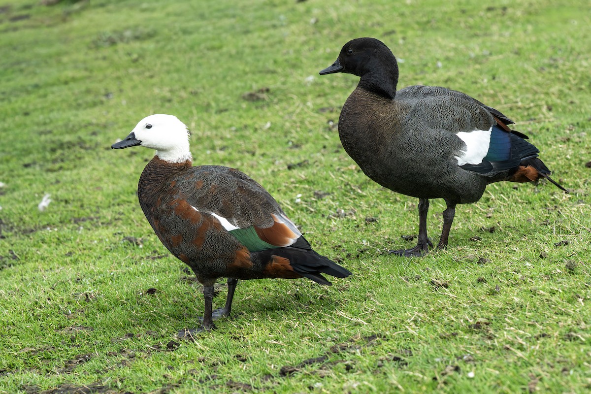 Paradise Shelduck - ML656790771