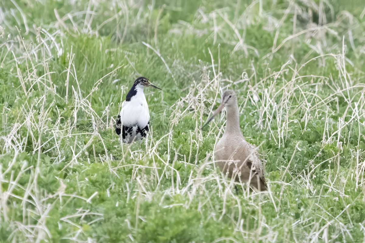 Ruff - ML656791767