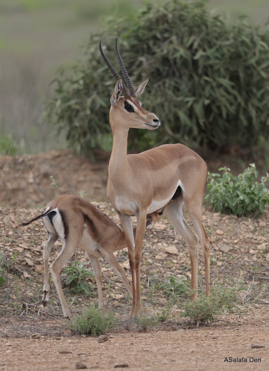Peters' Gazelle - ML656792723