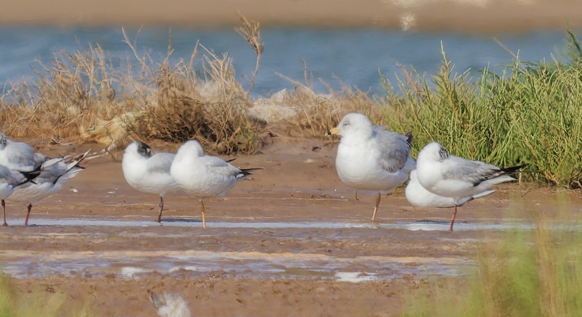 Ring-billed Gull - ML656792946