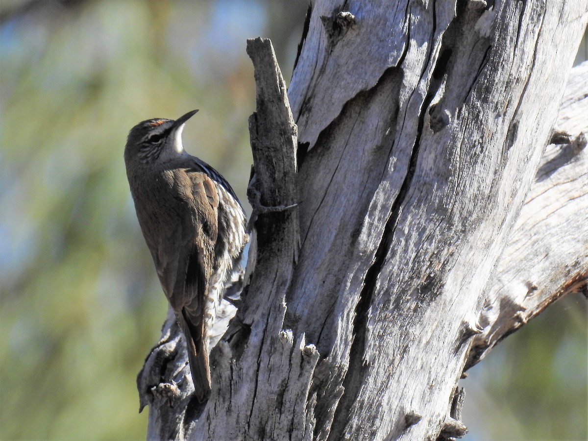 White-browed Treecreeper - ML65679381