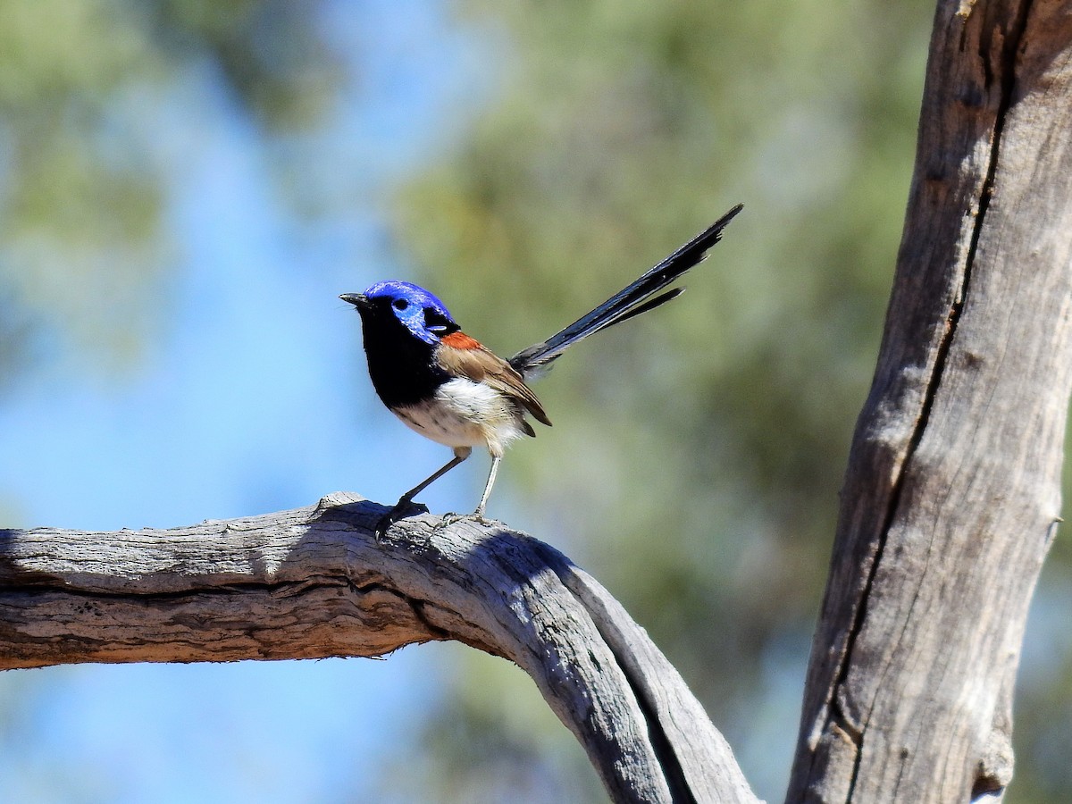 Purple-backed Fairywren - ML65679451