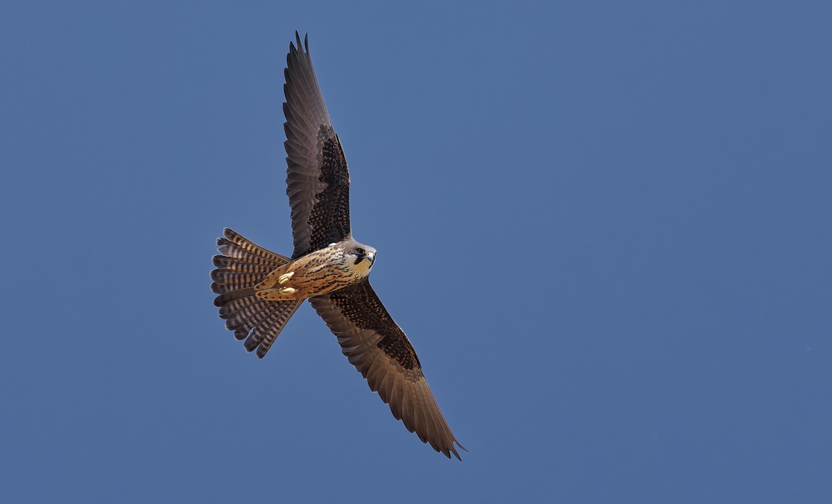 Eleonora's Falcon - ML656794837