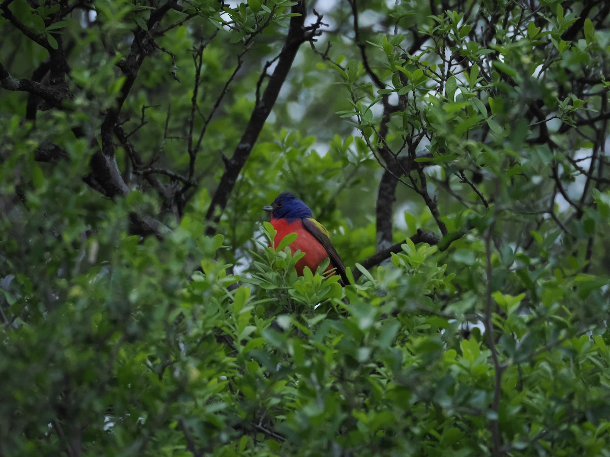 Painted Bunting - ML656796768