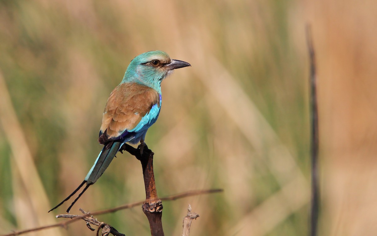 Abyssinian Roller - Christoph Moning