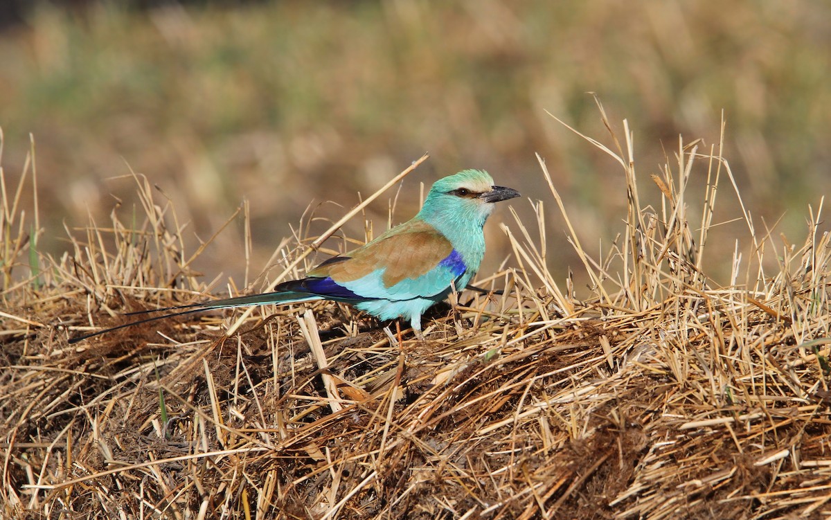 Abyssinian Roller - Christoph Moning