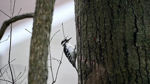 strakapoud americký [skupina villosus] - ML656797398