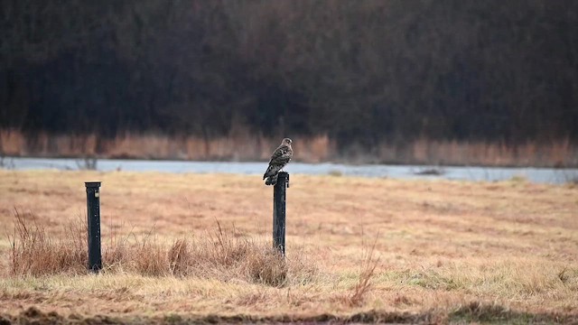 Northern Harrier - ML656797695