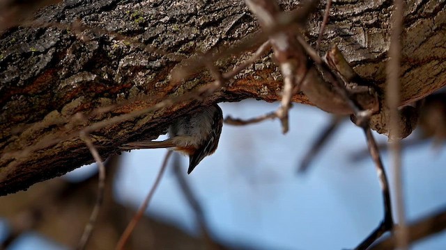 Brown Creeper - ML656797828