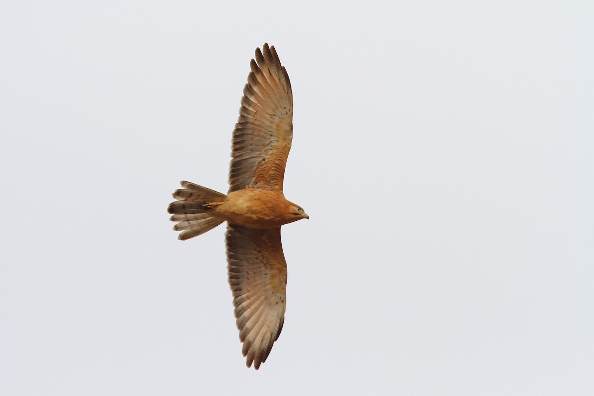 Grasshopper Buzzard - Christoph Moning