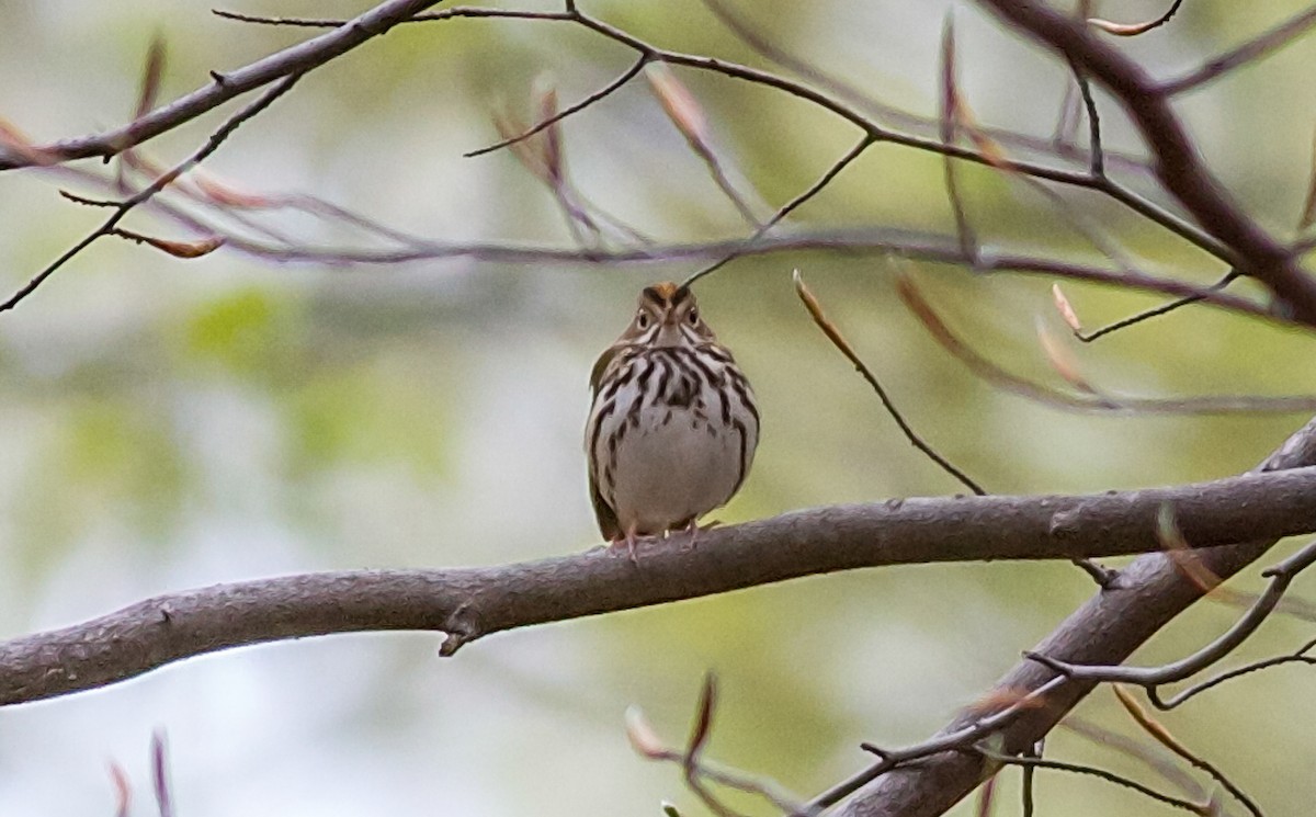 Paruline couronnée - ML65679851