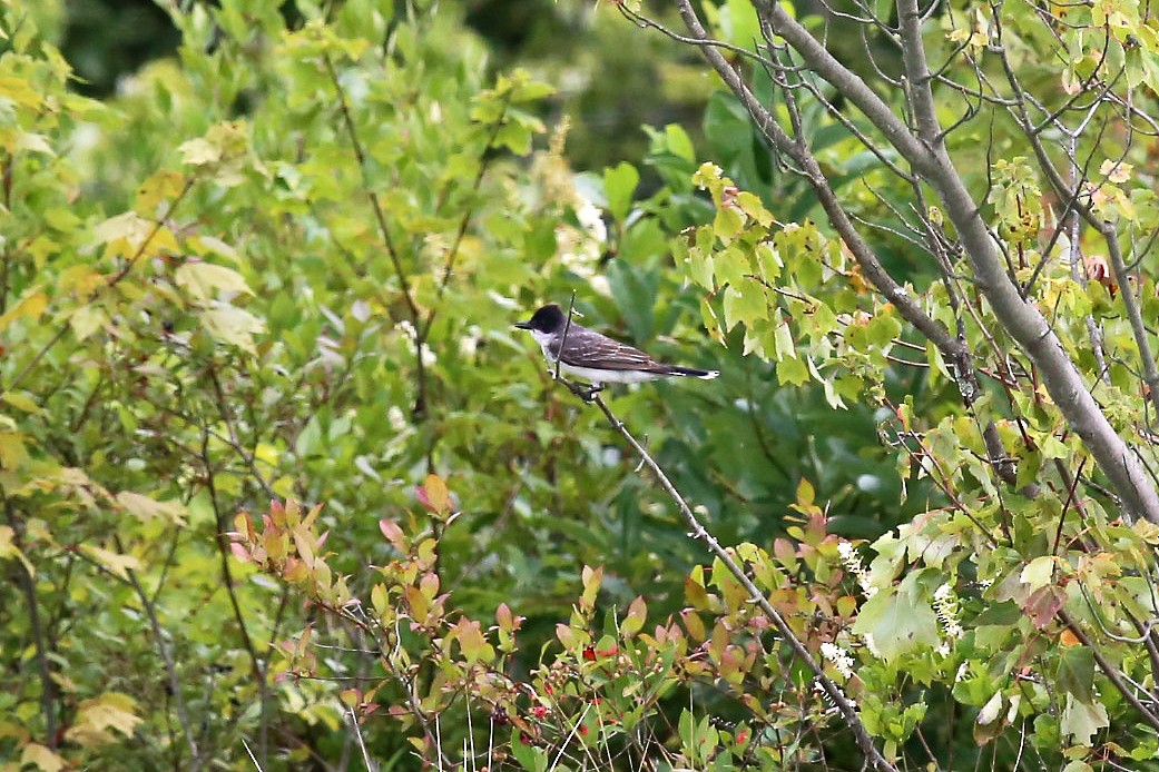 Schieferrücken-Königstyrann - ML65679881