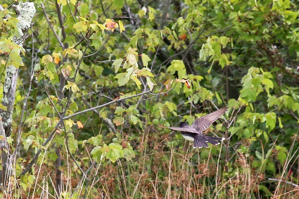 Eastern Kingbird - ML65679891