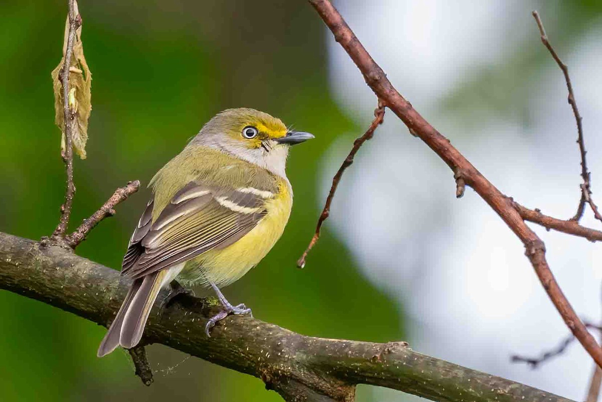 White-eyed Vireo - ML656799239