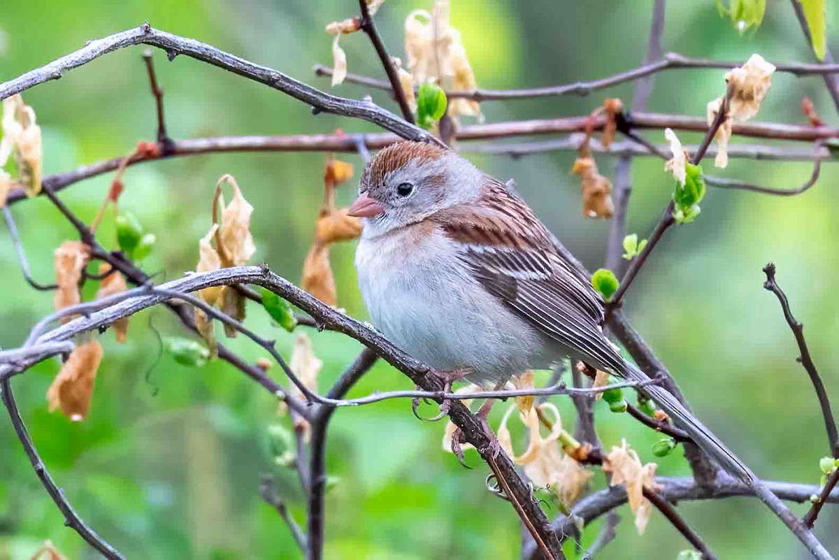 Field Sparrow - ML656799272