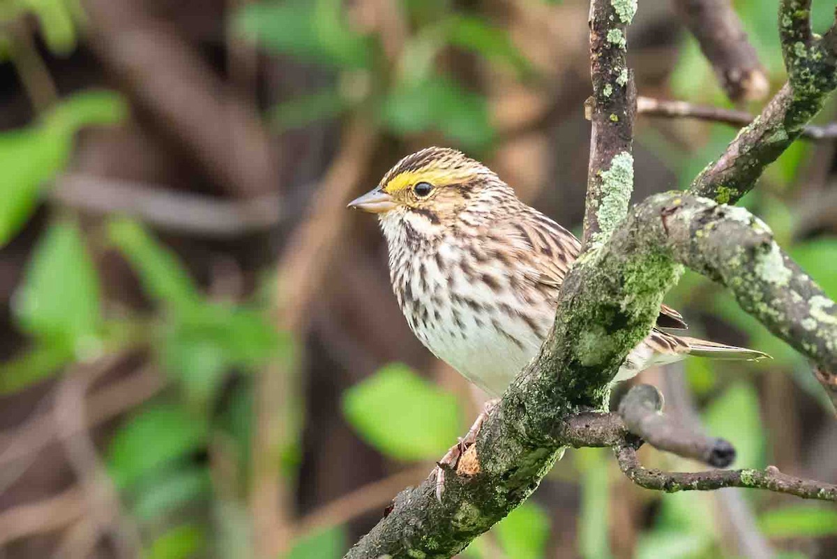 Savannah Sparrow - ML656799285