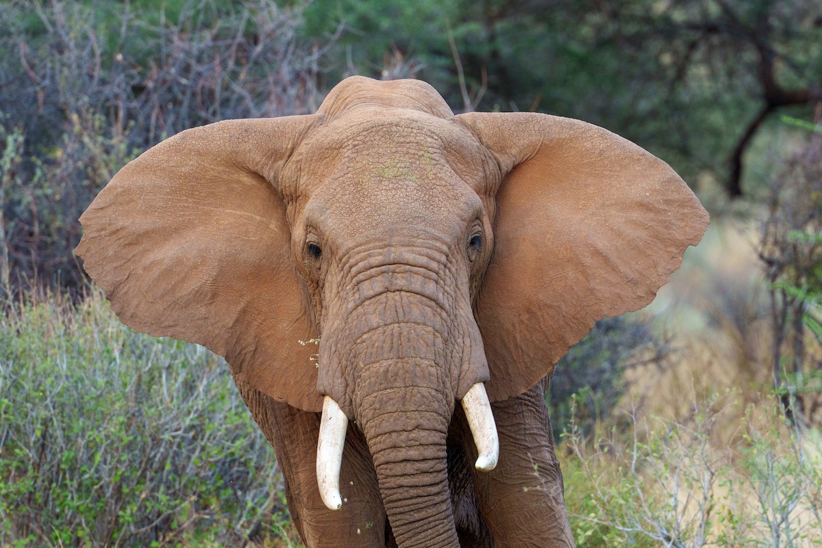 African Savanna Elephant - ML656799812