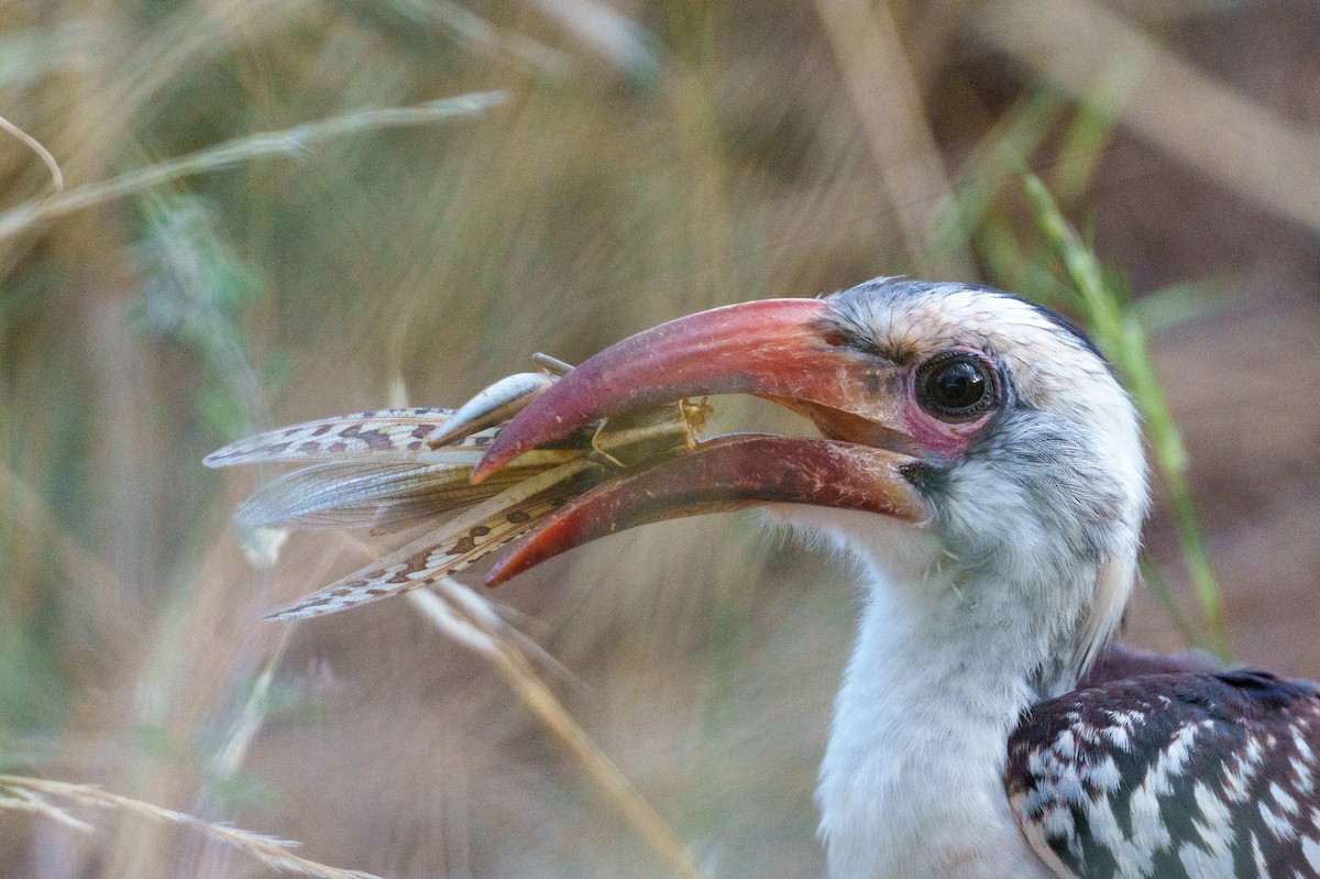 Northern Red-billed Hornbill - ML656799821