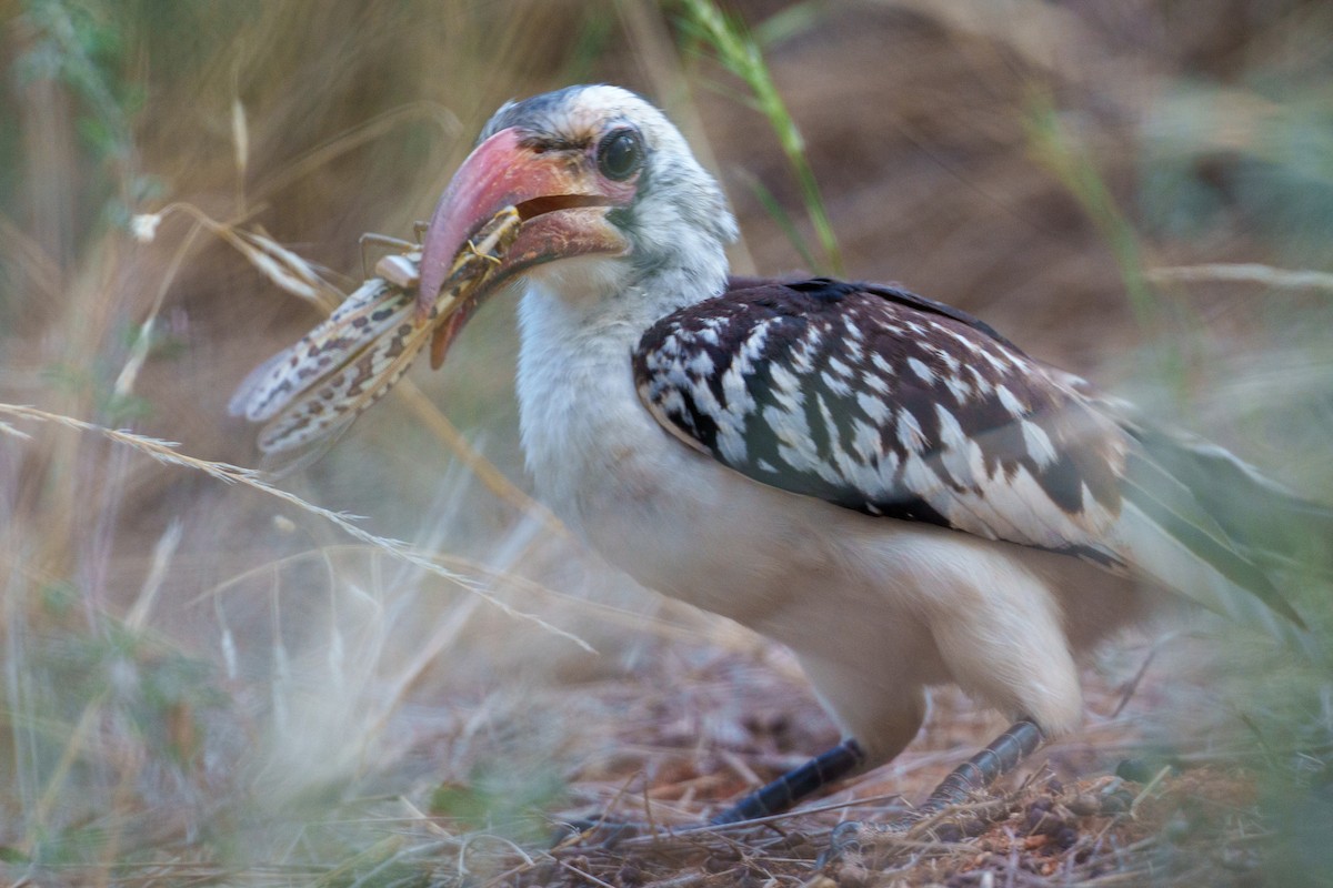 Northern Red-billed Hornbill - ML656799822
