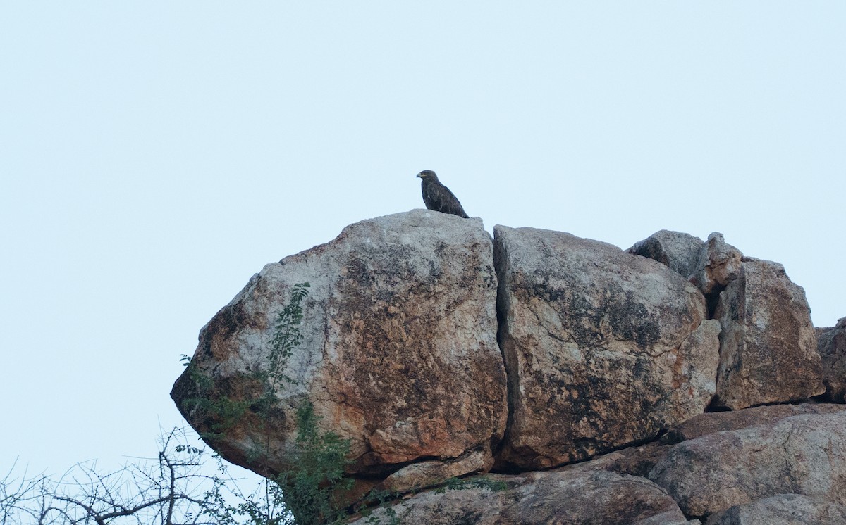 Verreaux's Eagle - ML656799825