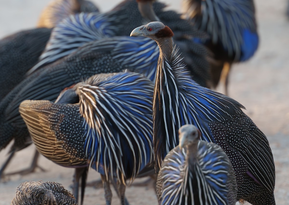Vulturine Guineafowl - ML656799839