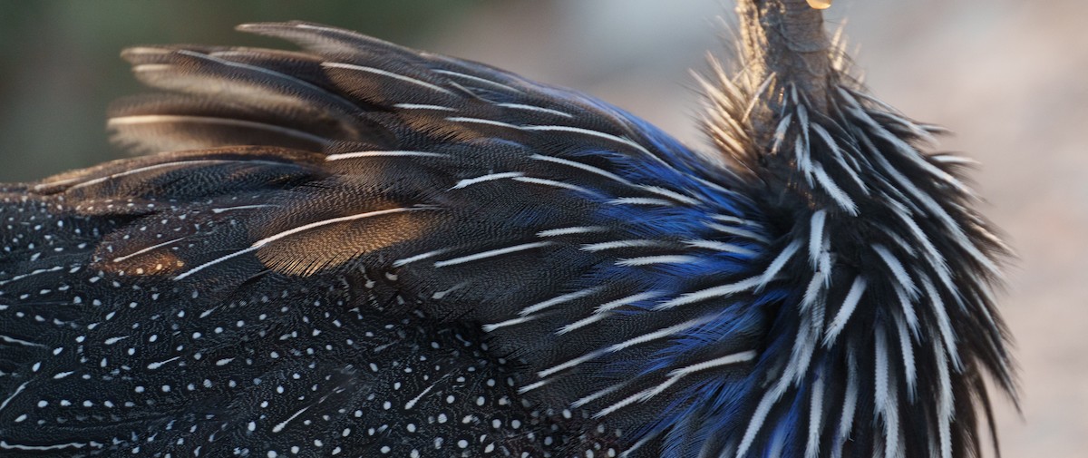 Vulturine Guineafowl - ML656799840