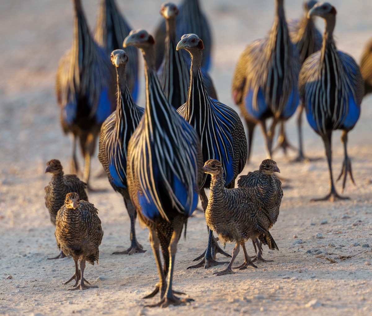 Vulturine Guineafowl - ML656799841
