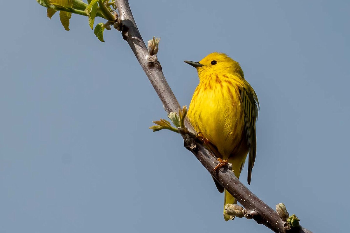 Northern Yellow Warbler - ML656799898