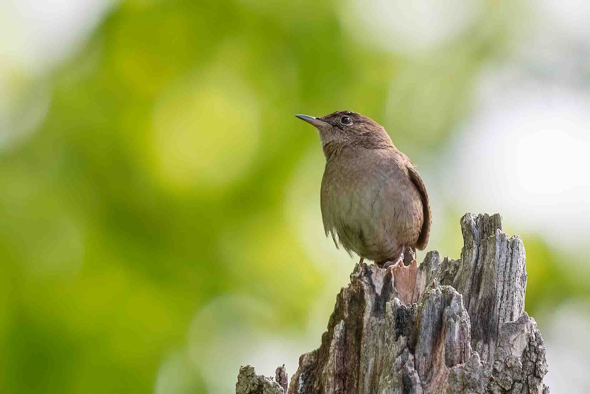 Northern House Wren - ML656799927