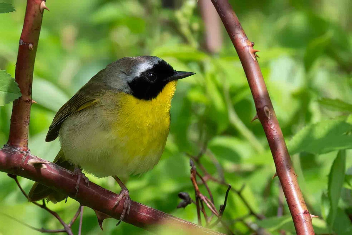 Common Yellowthroat - ML656799955