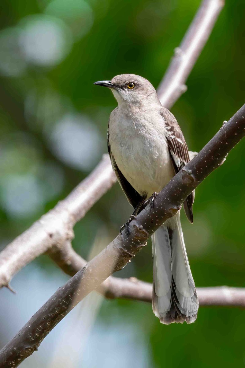 Northern Mockingbird - ML656799982