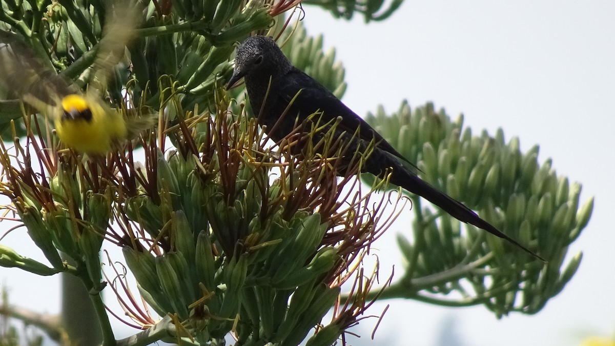 Slender-billed Starling - Rick Jacobsen