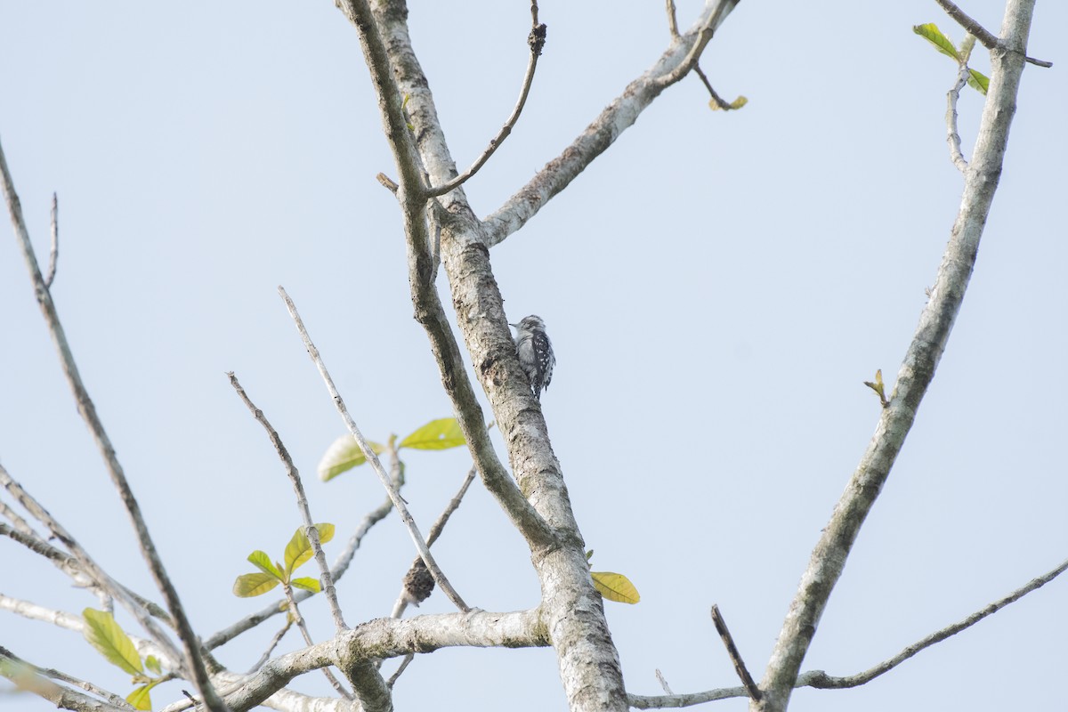 Brown-capped Pygmy Woodpecker - ML656800114