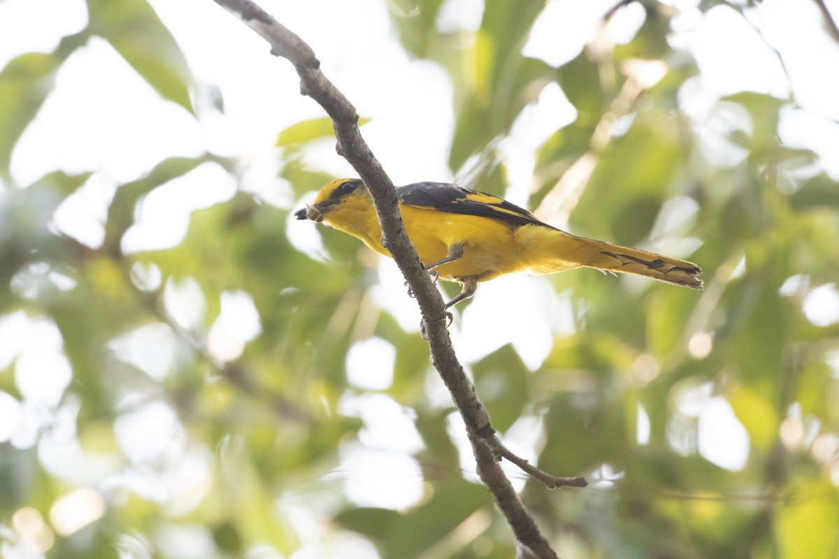 Orange Minivet - ML656800130