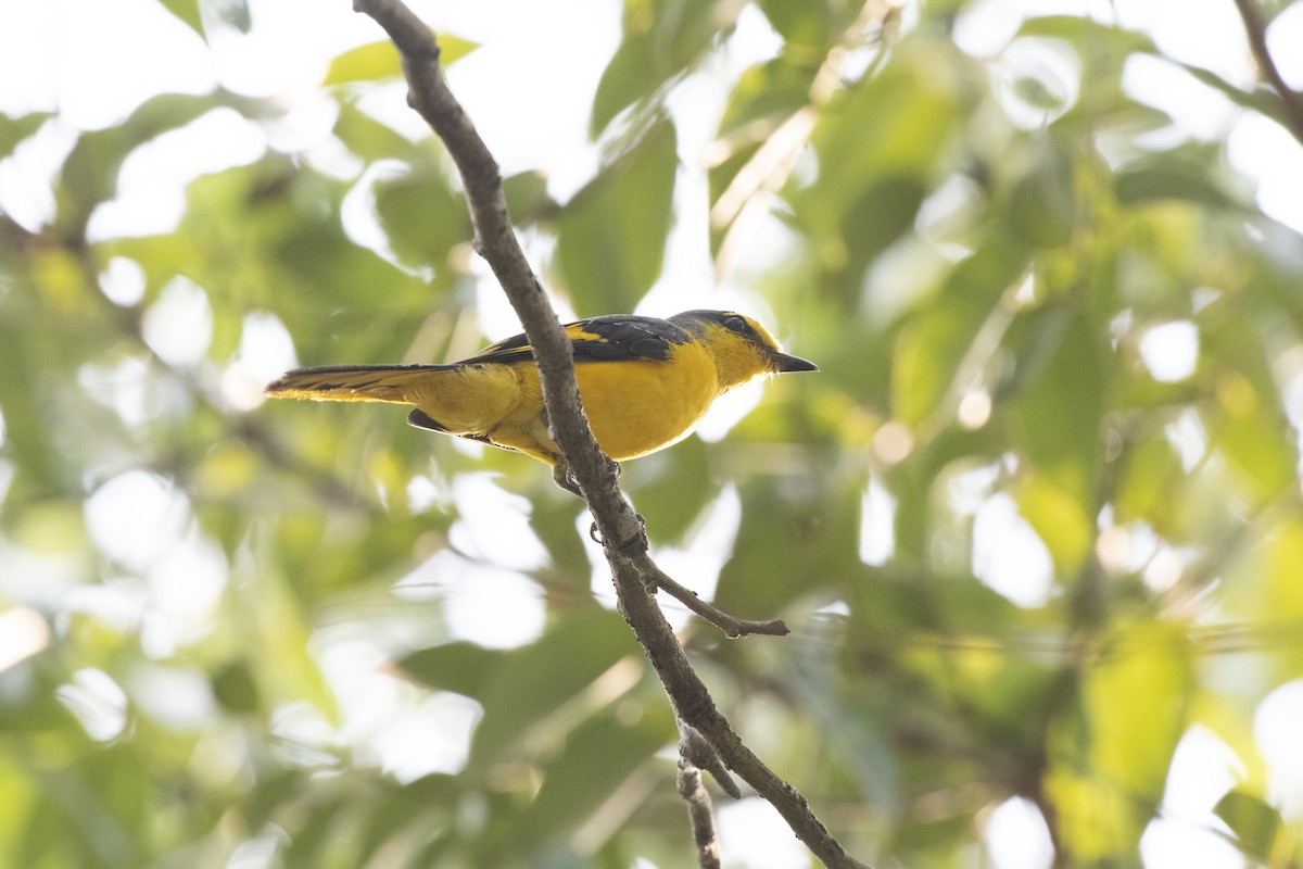 Orange Minivet - ML656800131