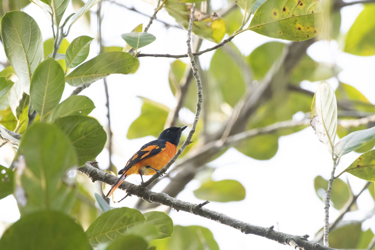 Orange Minivet - ML656800133
